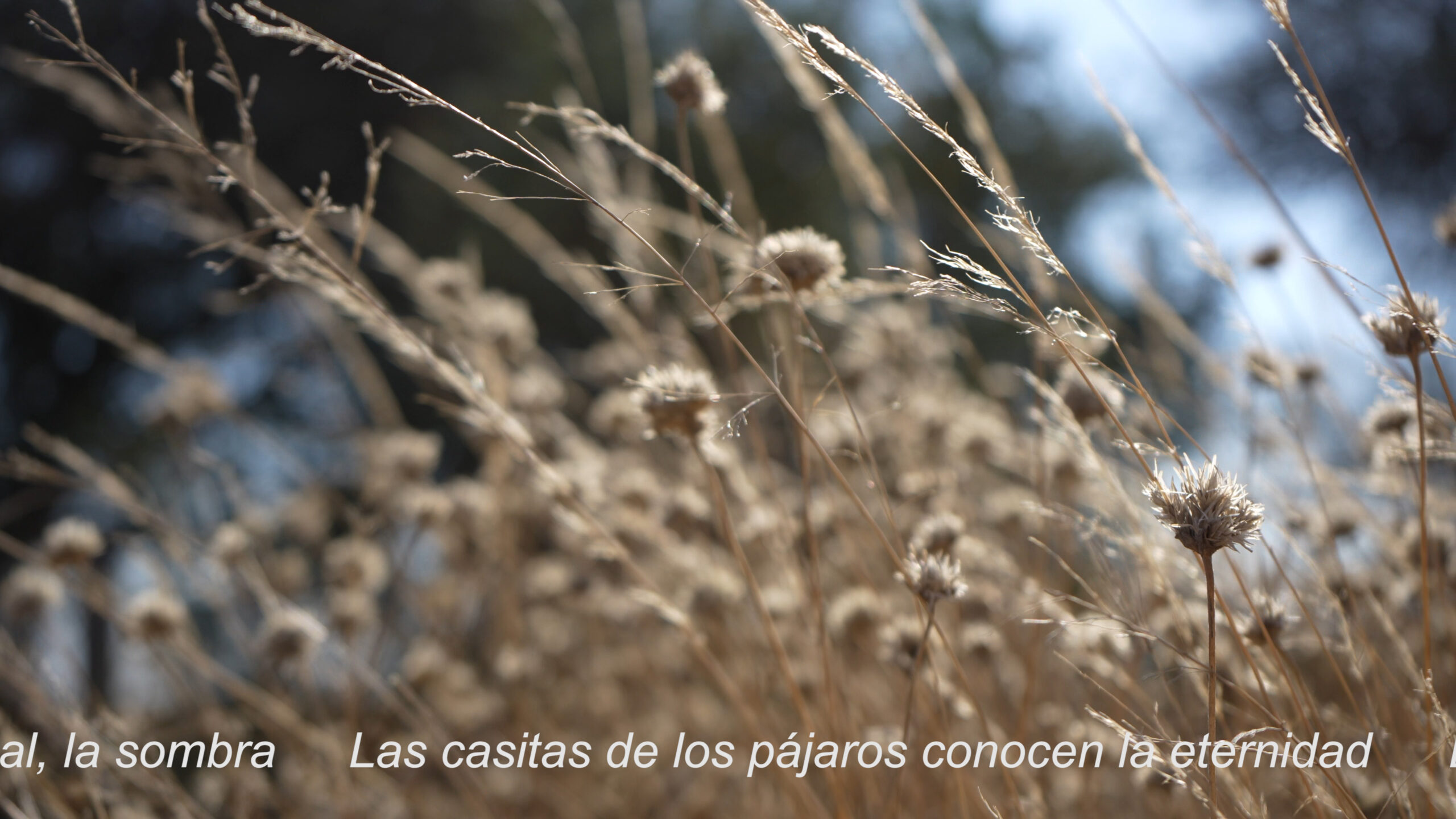 Sony1309.00_01_39_22.Imagen fija004